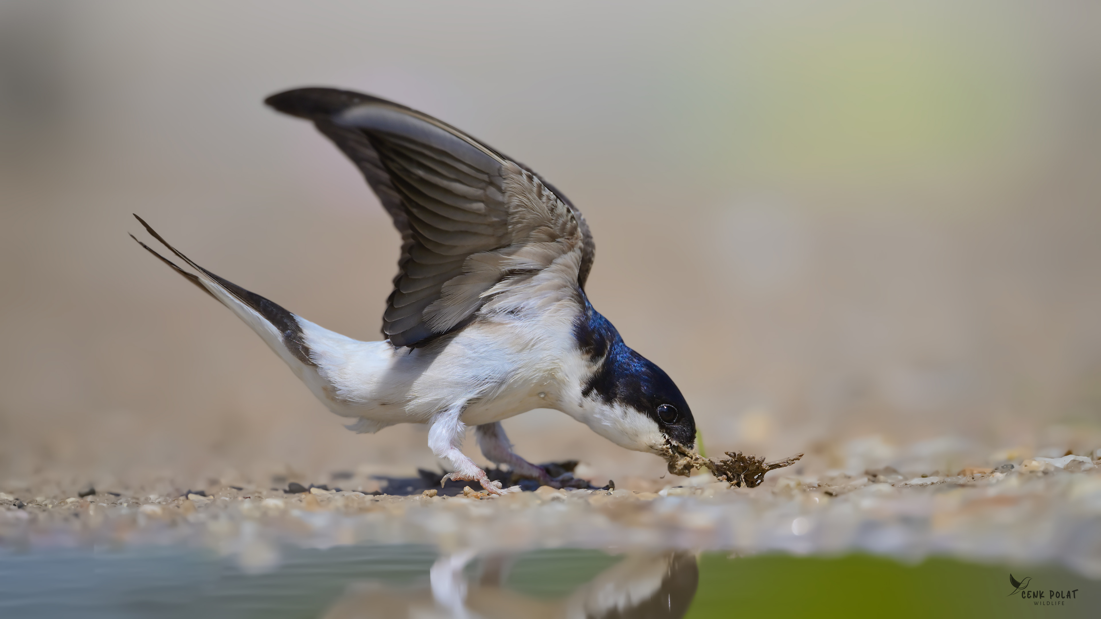 Common House-Martin
